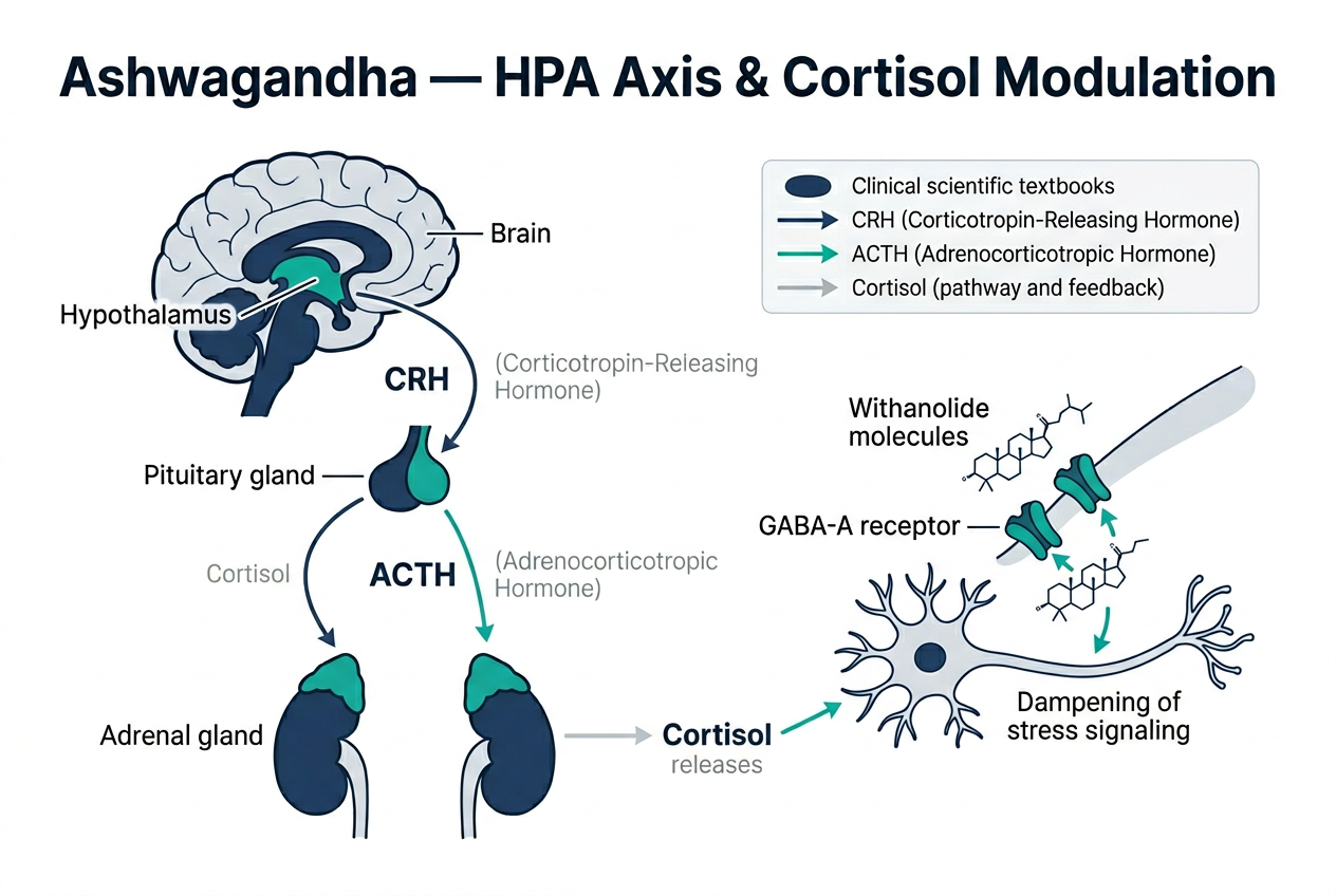 Mechanism of action diagram for Ashwagandha