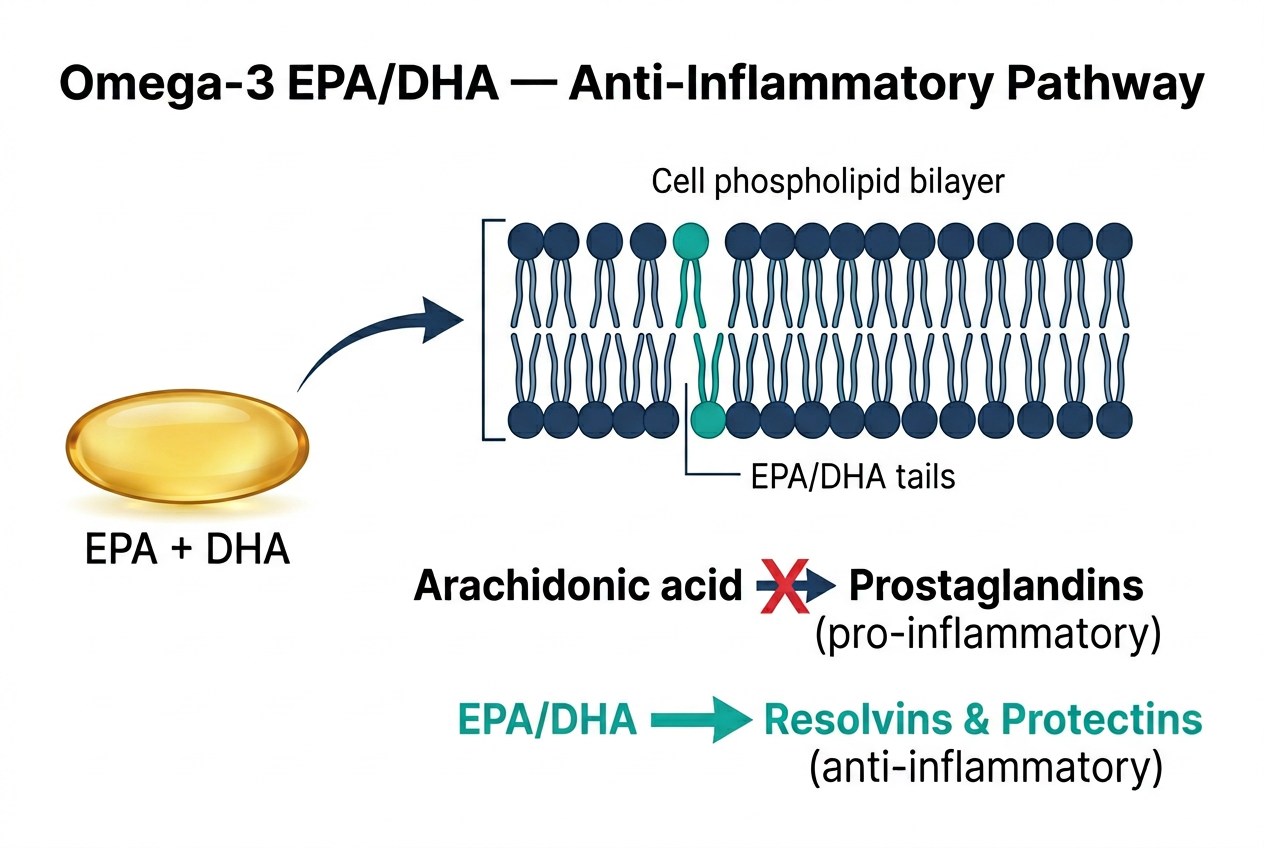 Mechanism of action diagram for Omega-3 (EPA/DHA)
